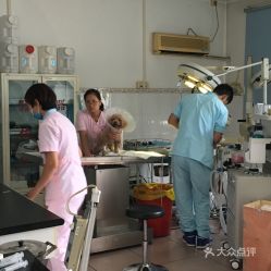 北京寵物電子寵物購買指南 地址、價格與營業時間一覽